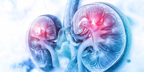 Il rene artificiale entra in una nuova fase: organoidi e assembloidi aprono la strada alla medicina rigenerativa