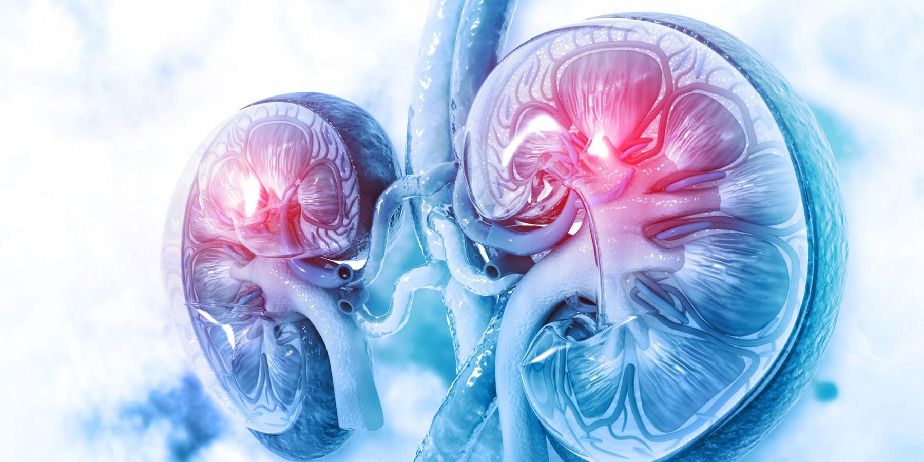 Il rene artificiale entra in una nuova fase: organoidi e assembloidi aprono la strada alla medicina rigenerativa